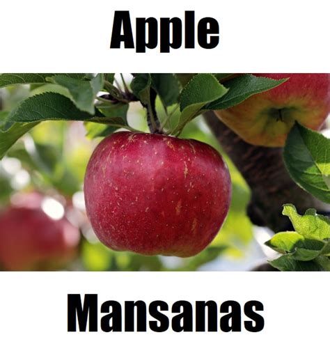 Mansanas in English: Definition of the Tagalog word mansanas.